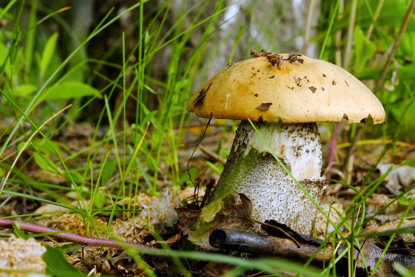 Майский подберёзовик.