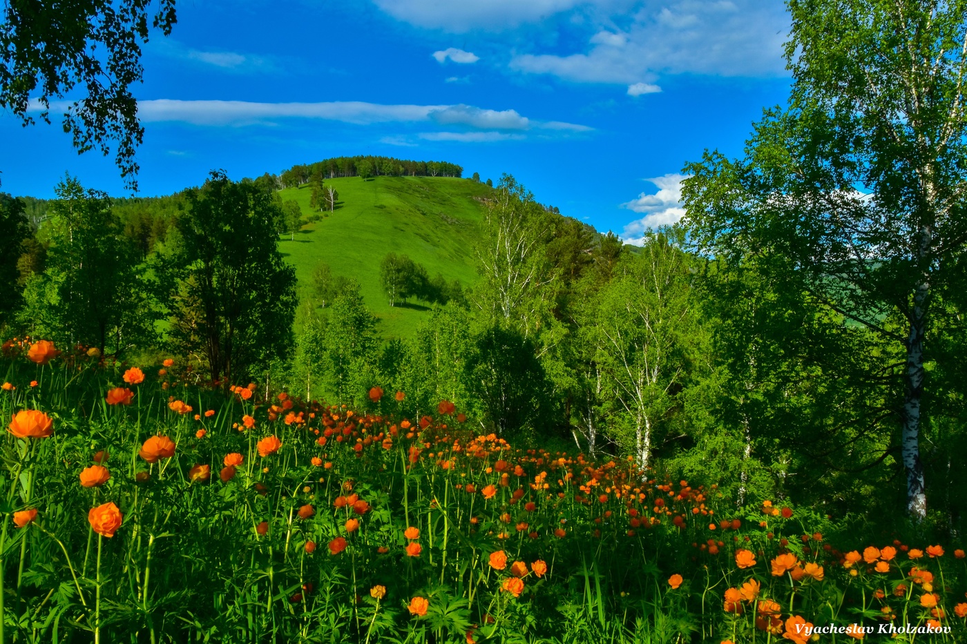 В конце июня цветут огоньки