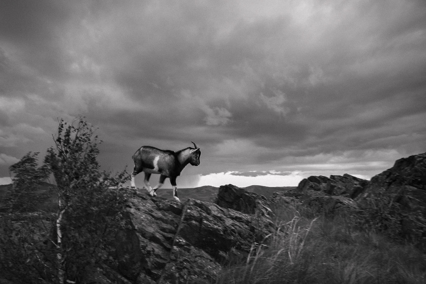 Вздумалось козлику в лес погуляти...