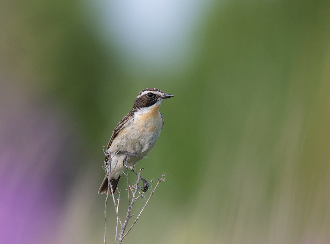 Луговой чекан