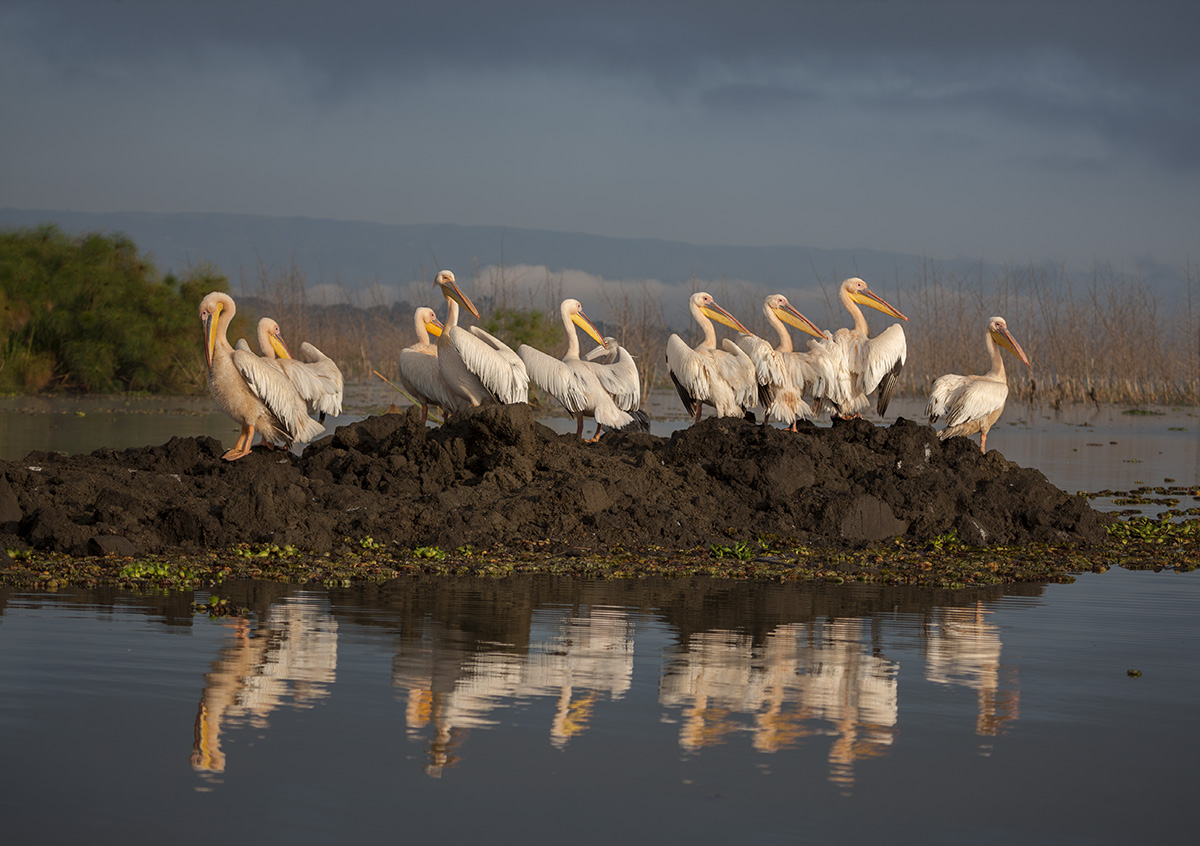 Группа товарищей