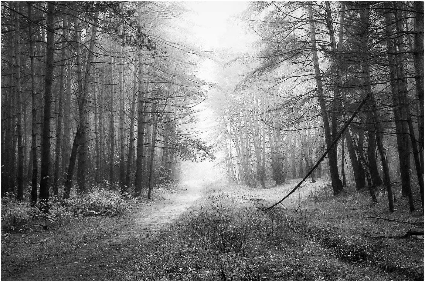 Монохромное утро осени