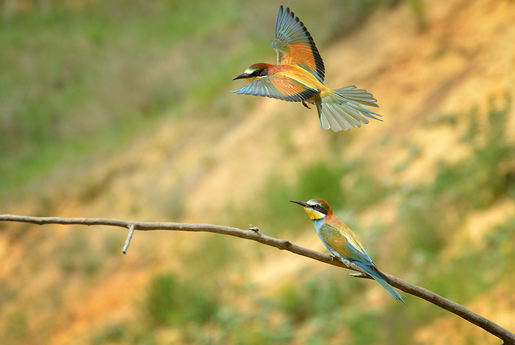 Под моим крылом.