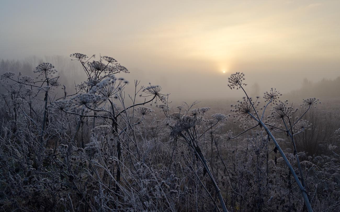 Утро борщевика