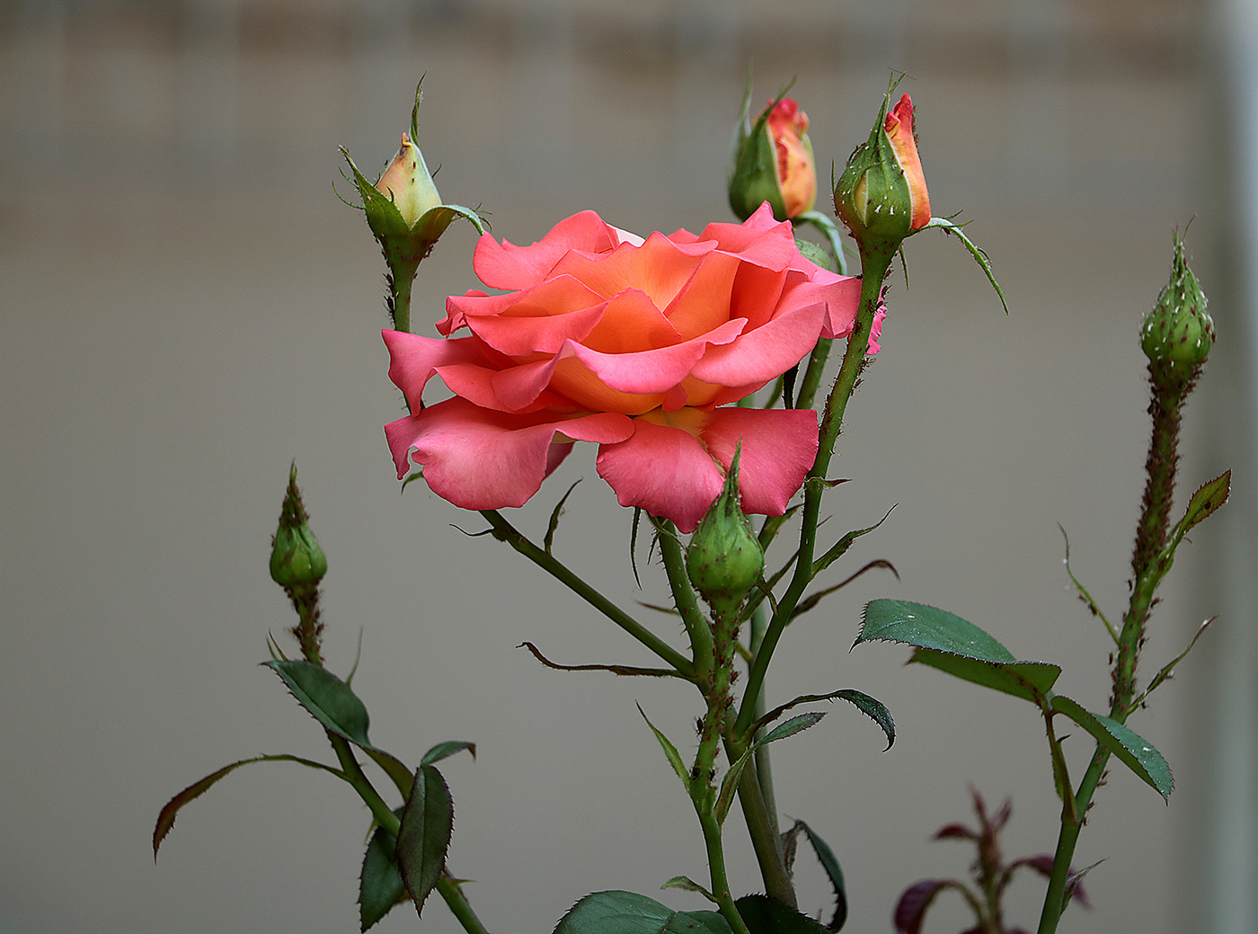 Большое семейство