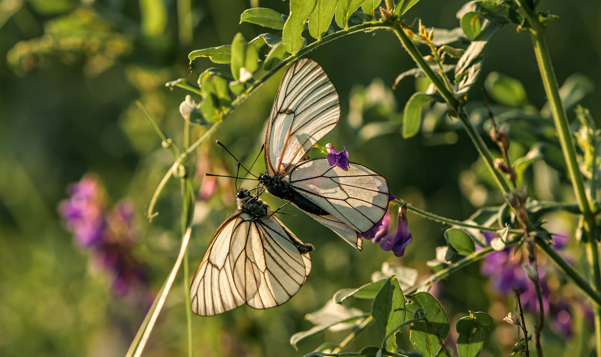 Вечер на двоих...