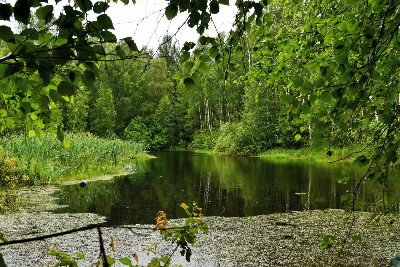 Лесное озеро ...
