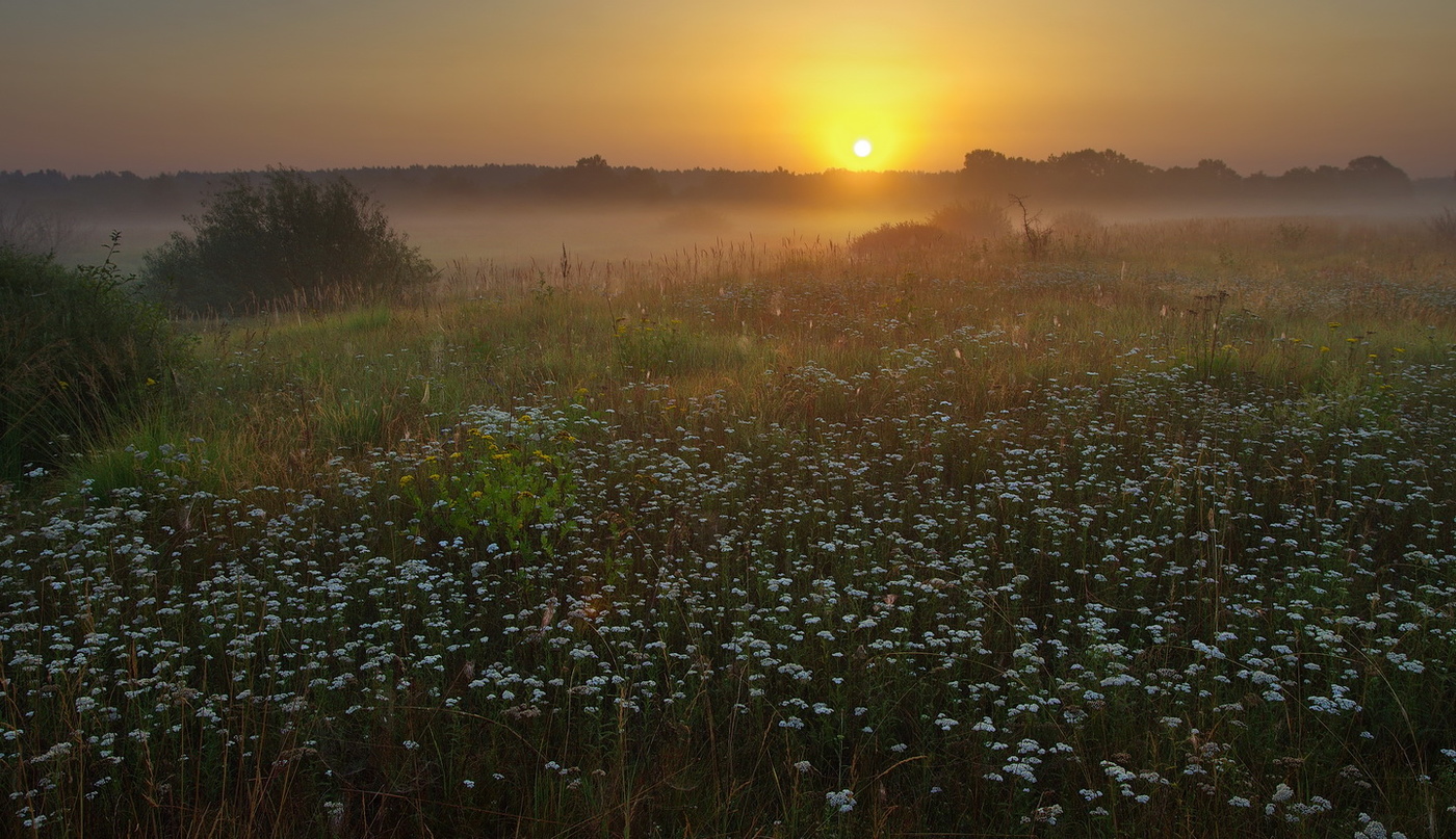 Утренний луг
