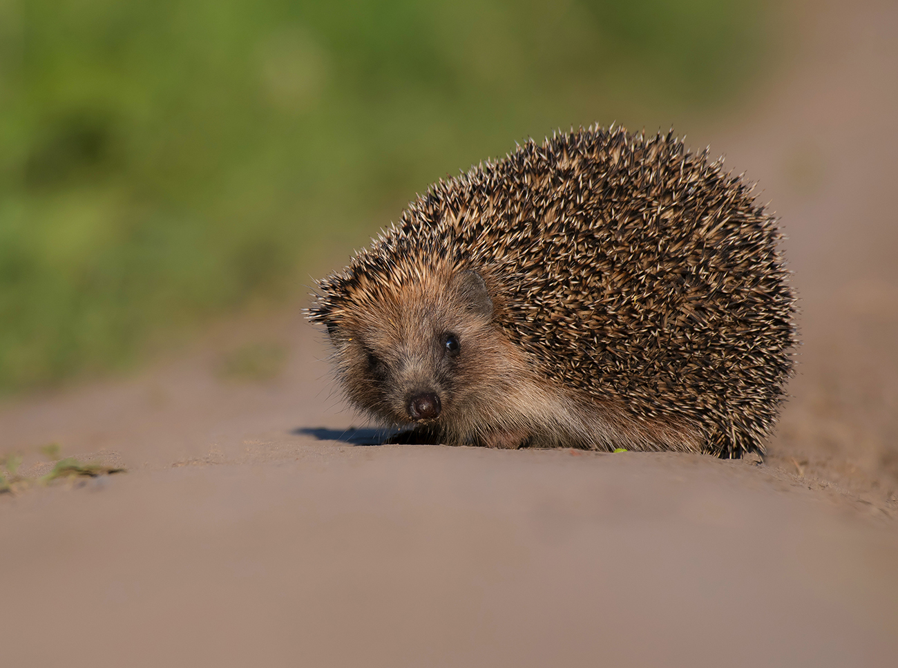 "...а ты точно не хищник?"