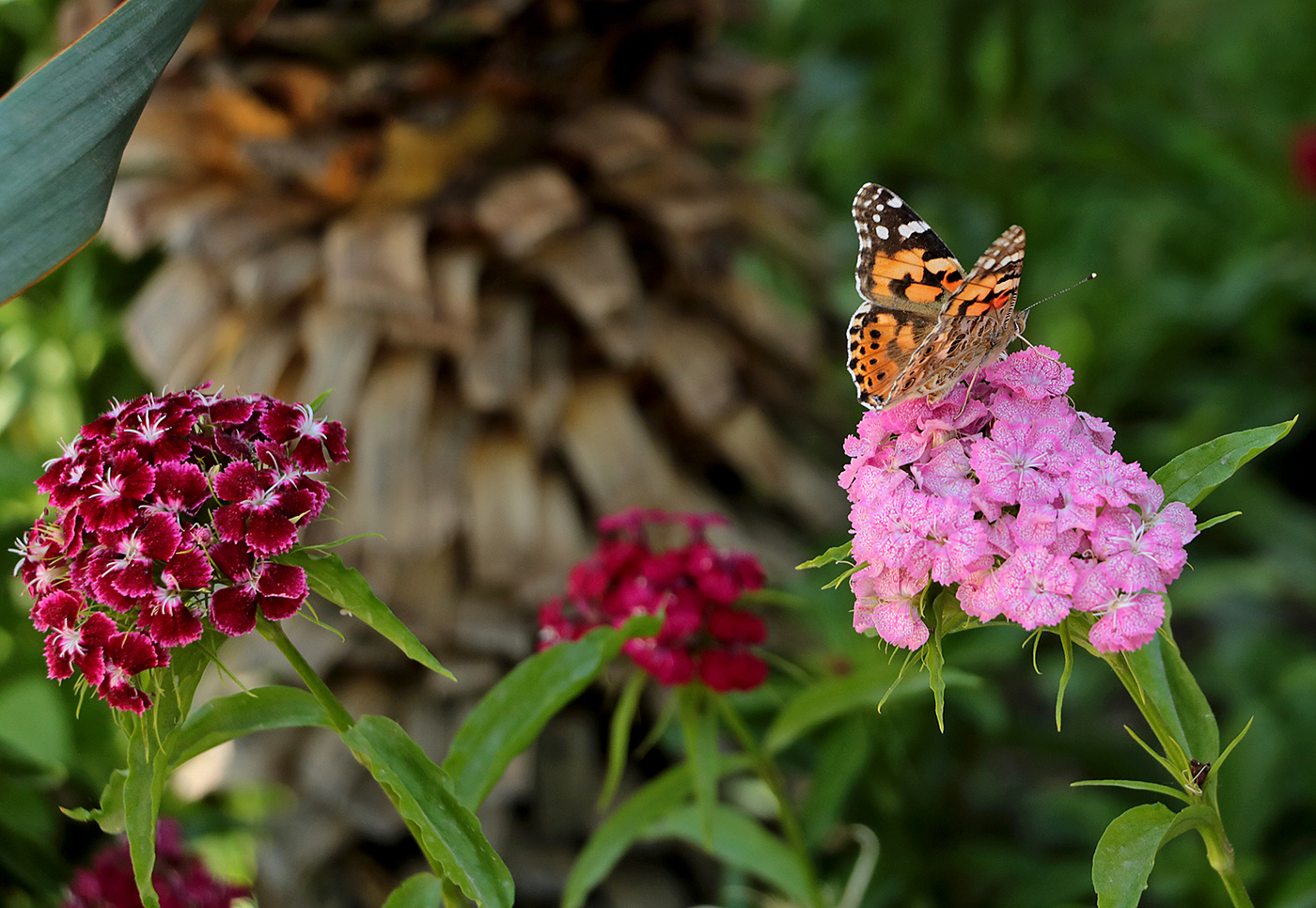 Репейница и гвоздички