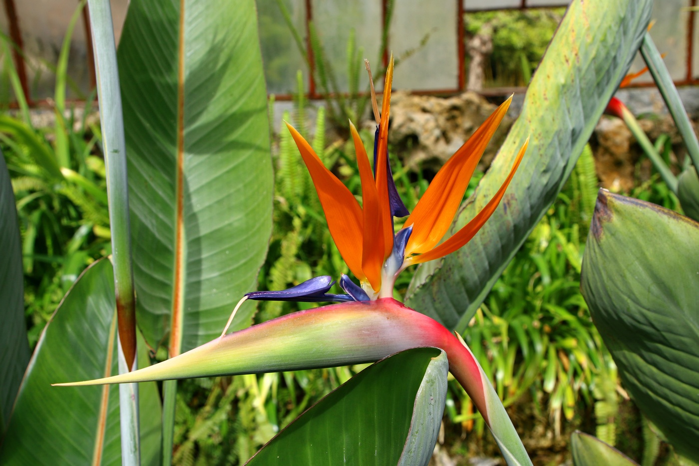 Цветы тропиков