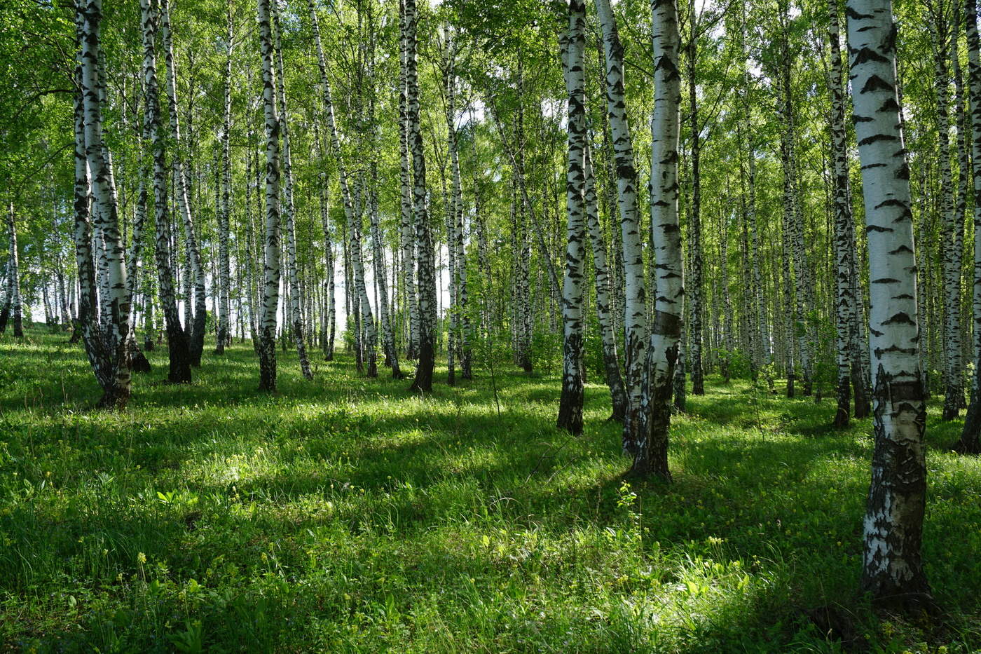 В берёзовой роще.