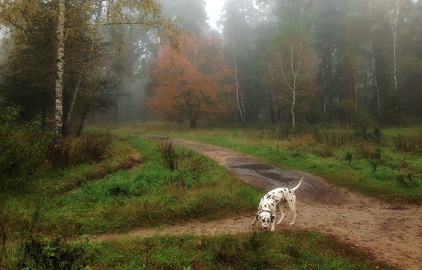 прогулки по утру