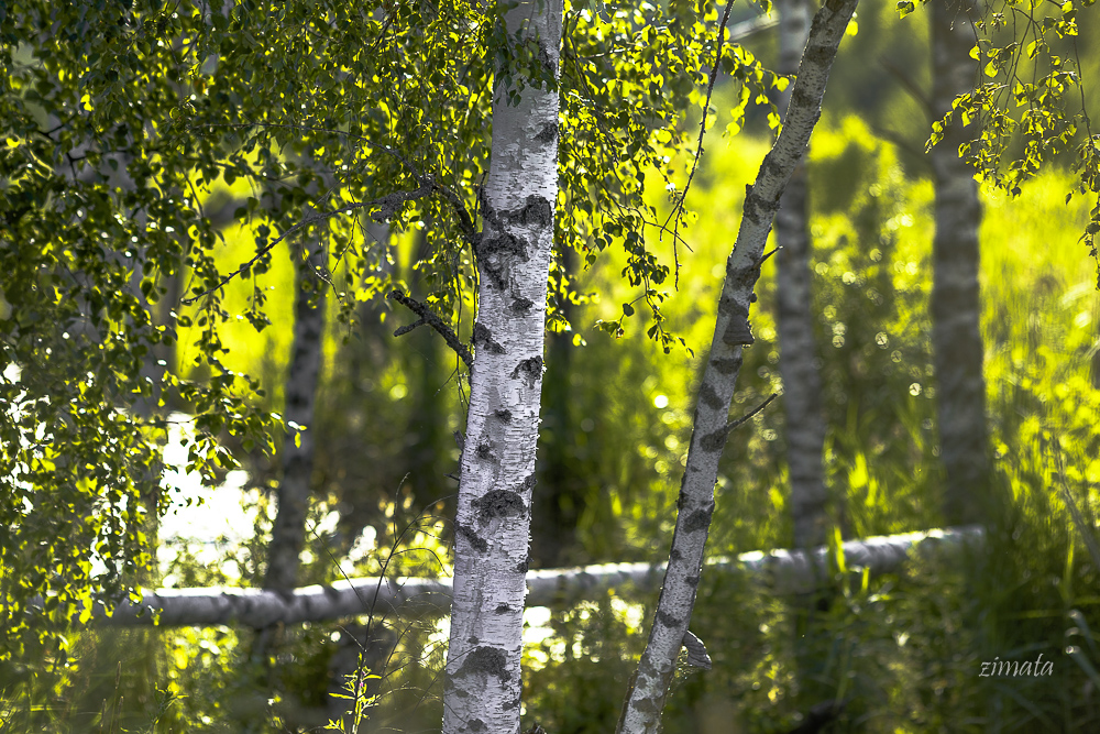 летний пейзаж
