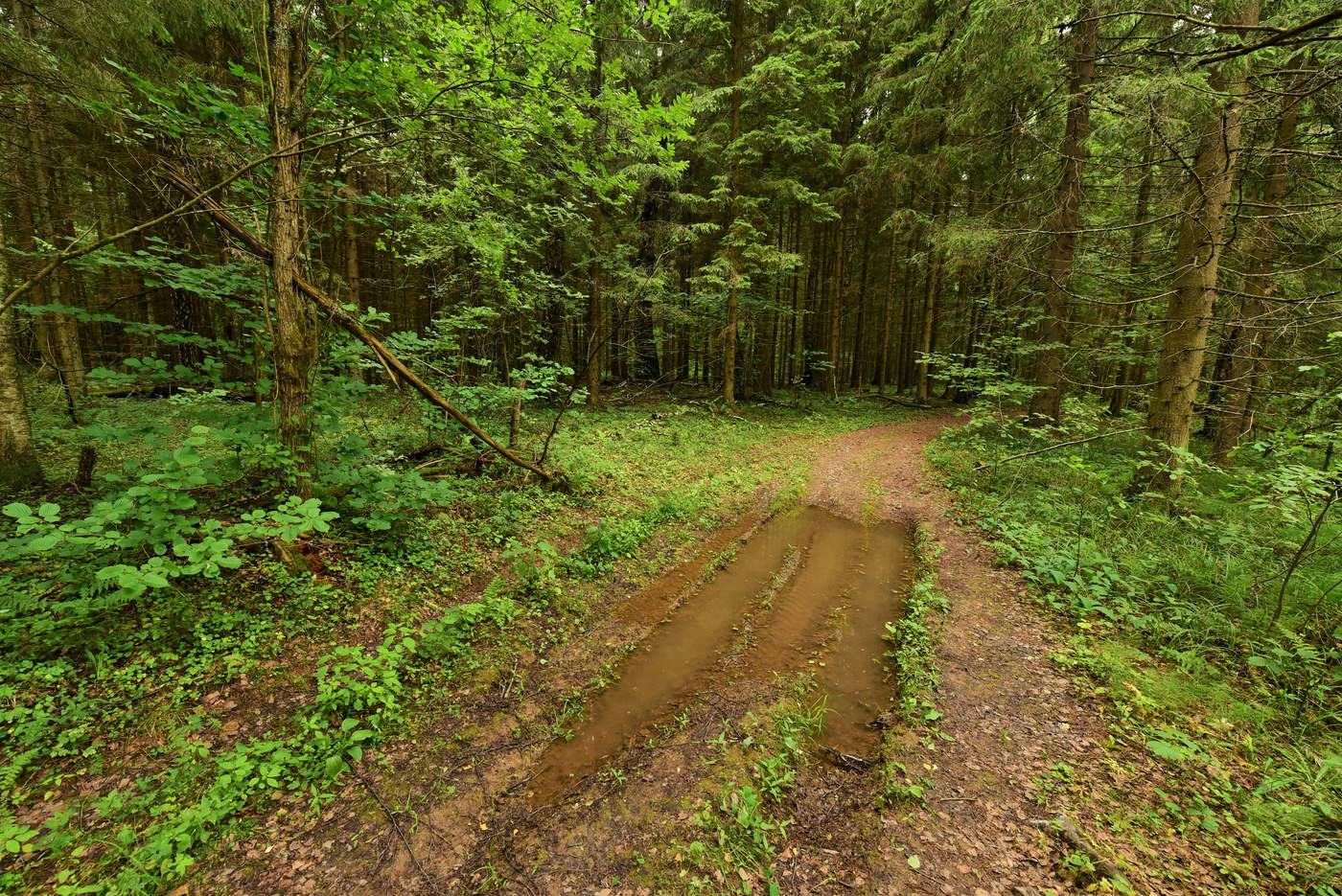 Лесная дорога ...