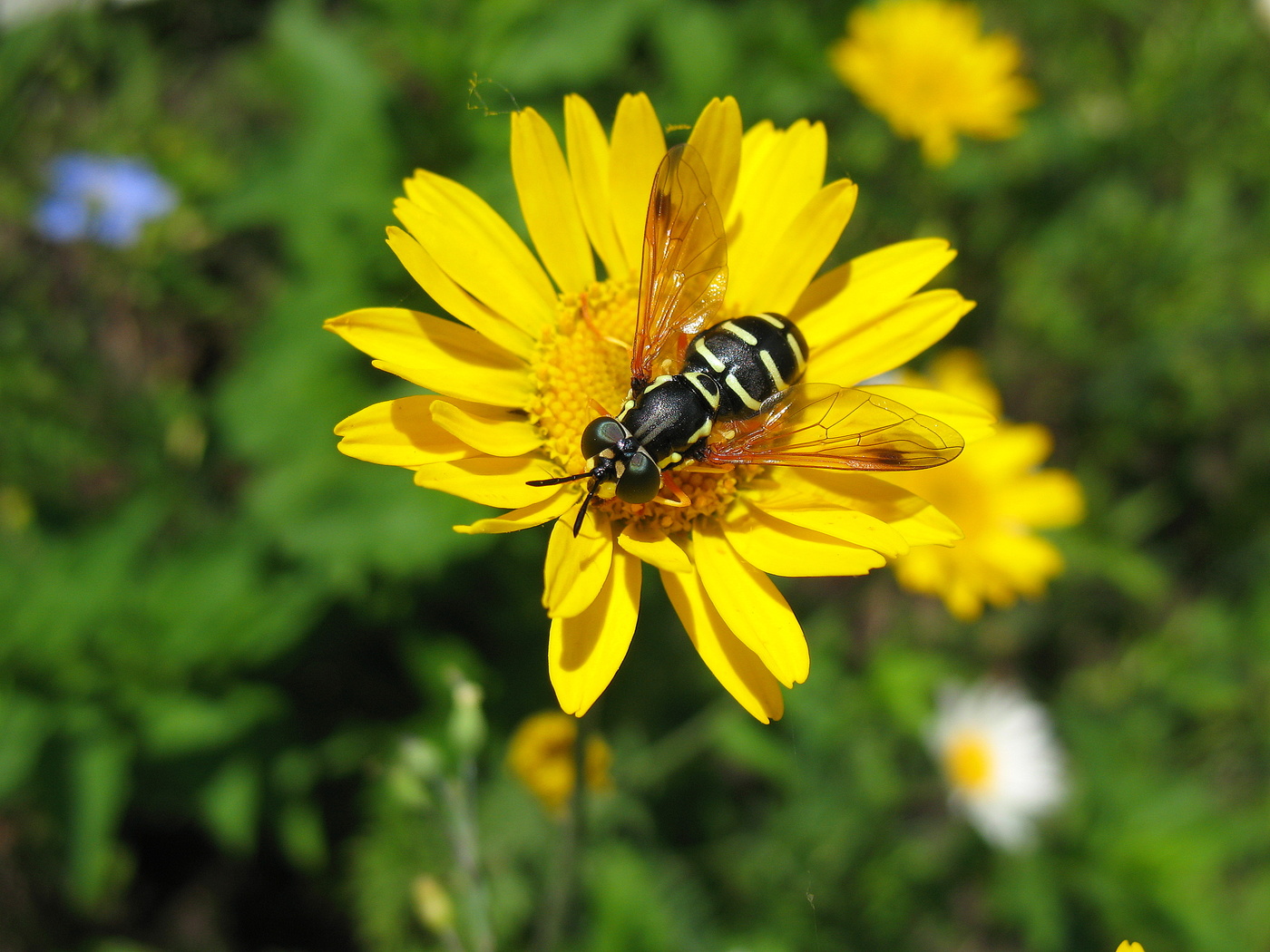 На "солнце" и под Солнцем!