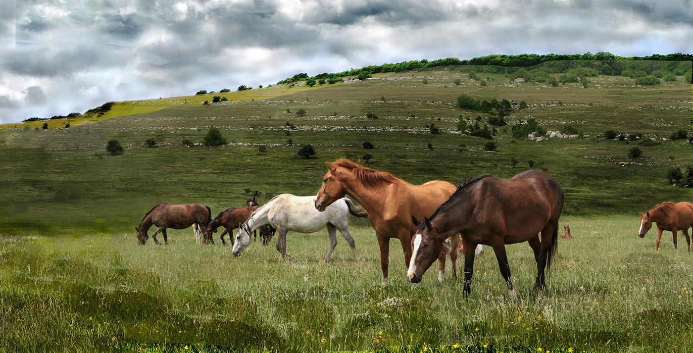 Будни табуна.