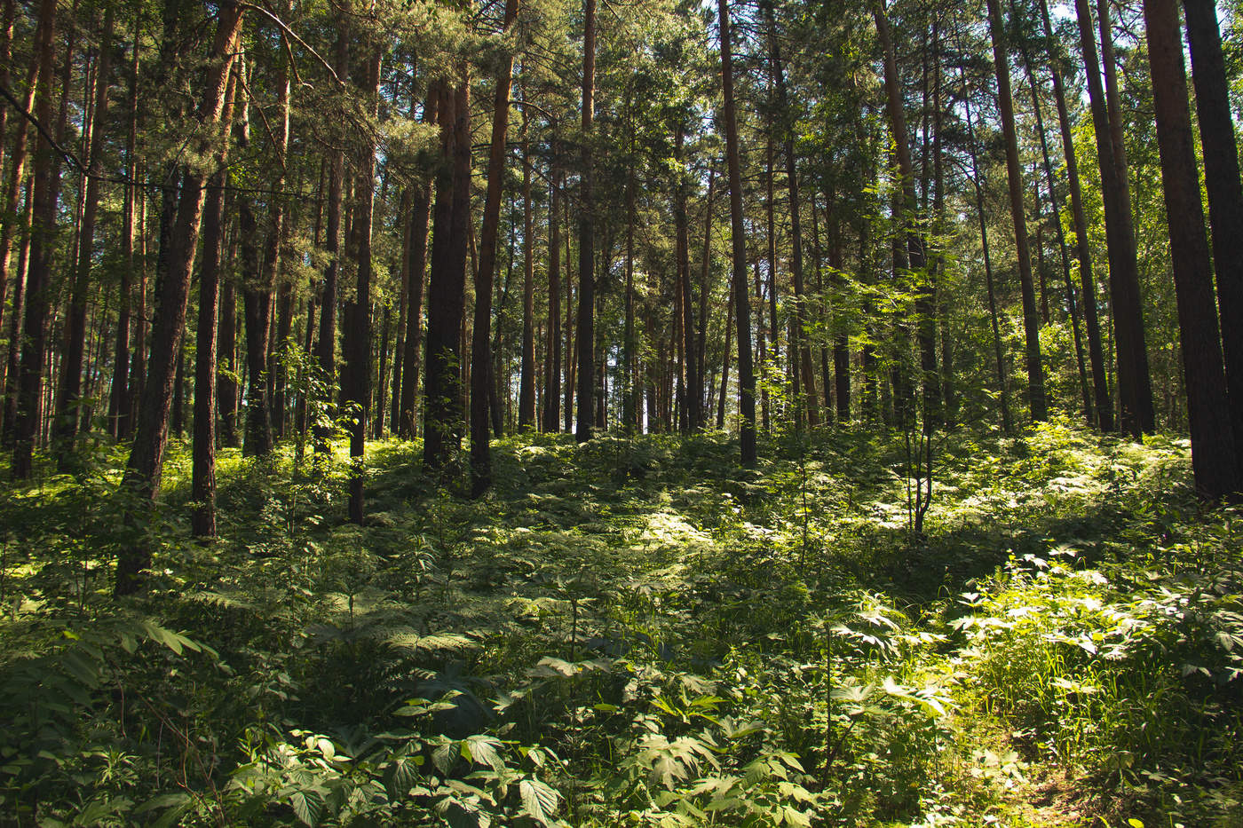 Июньский лес