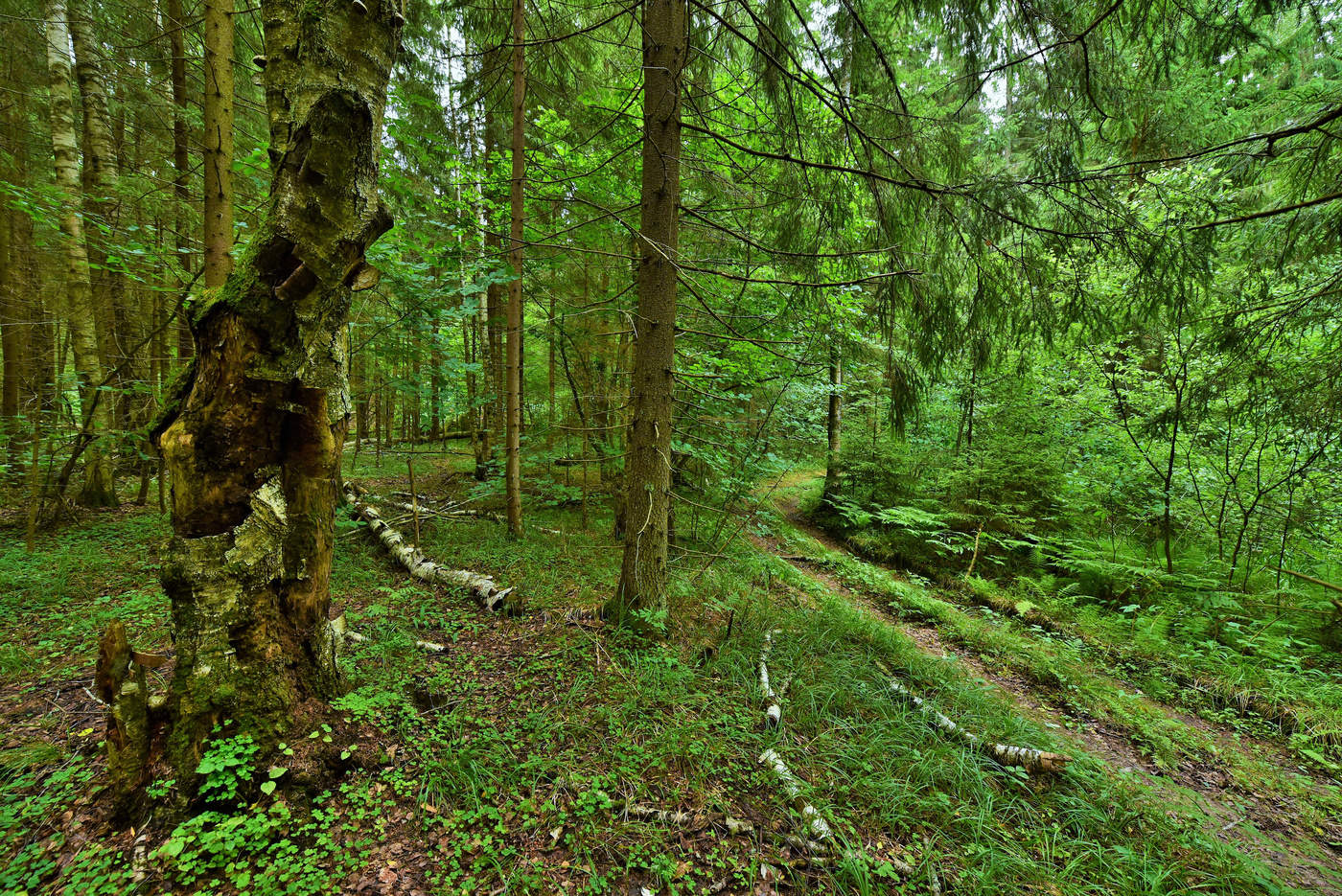 "В лесу молчанье брошенной берлоги ..."