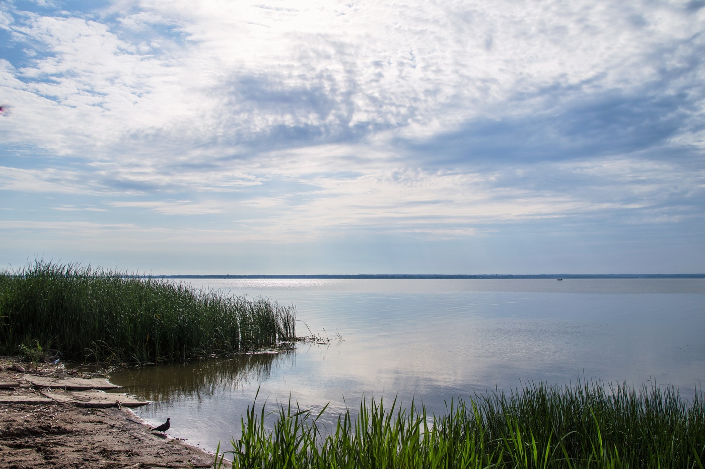 голубь у озера