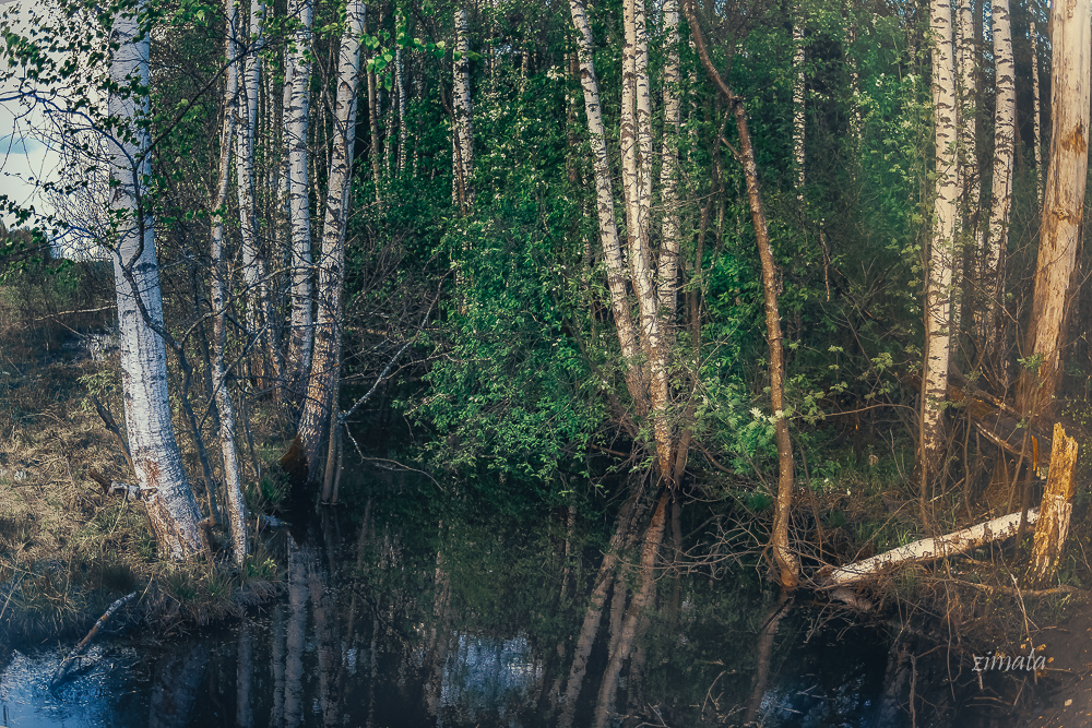 еще раз про березки