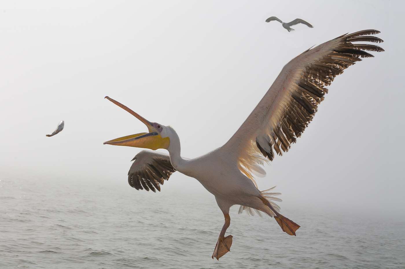 Прожорливый