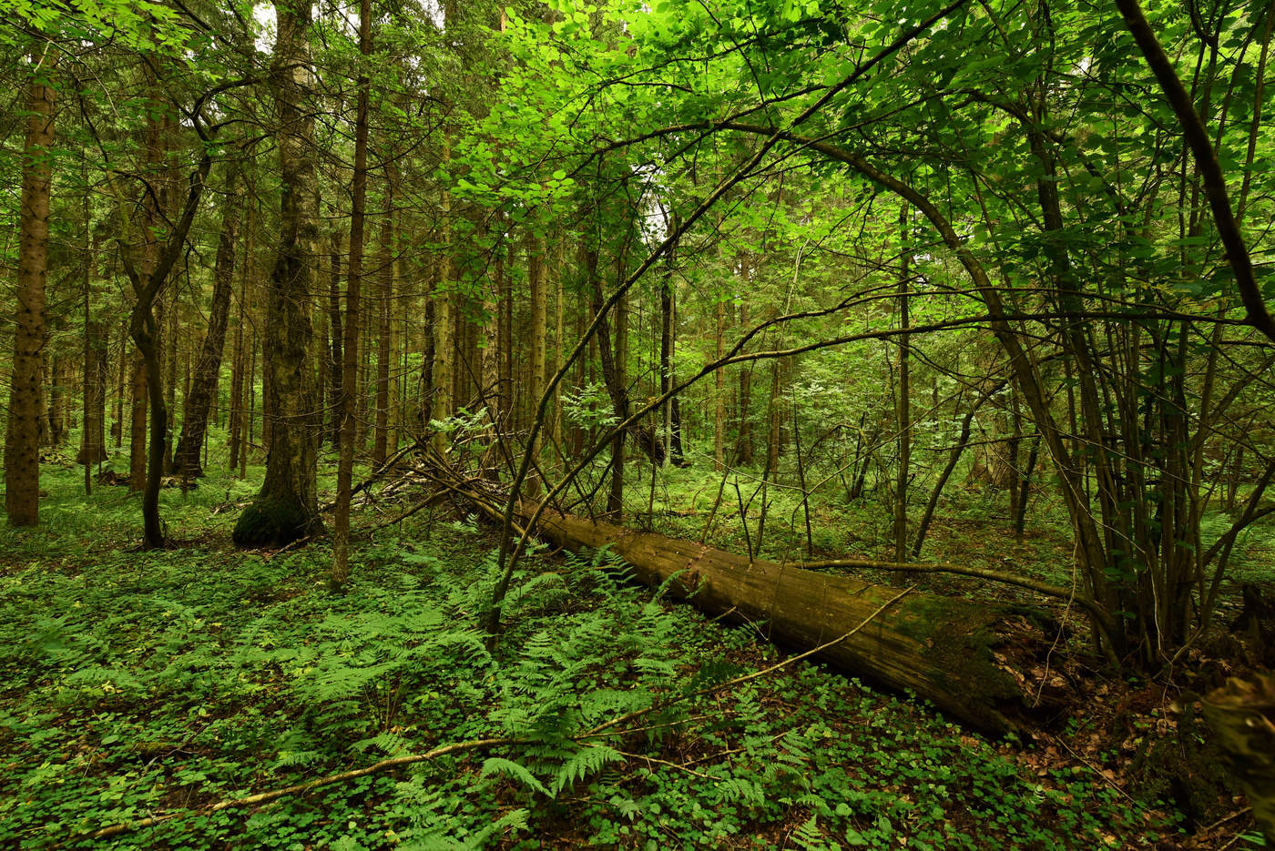 "Как тихо - Господи, помилуй ..."