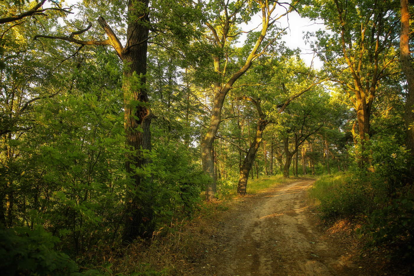 Через вечерние тени.
