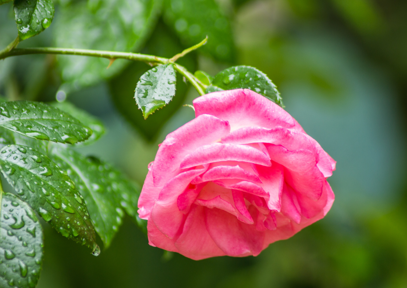 после дождя