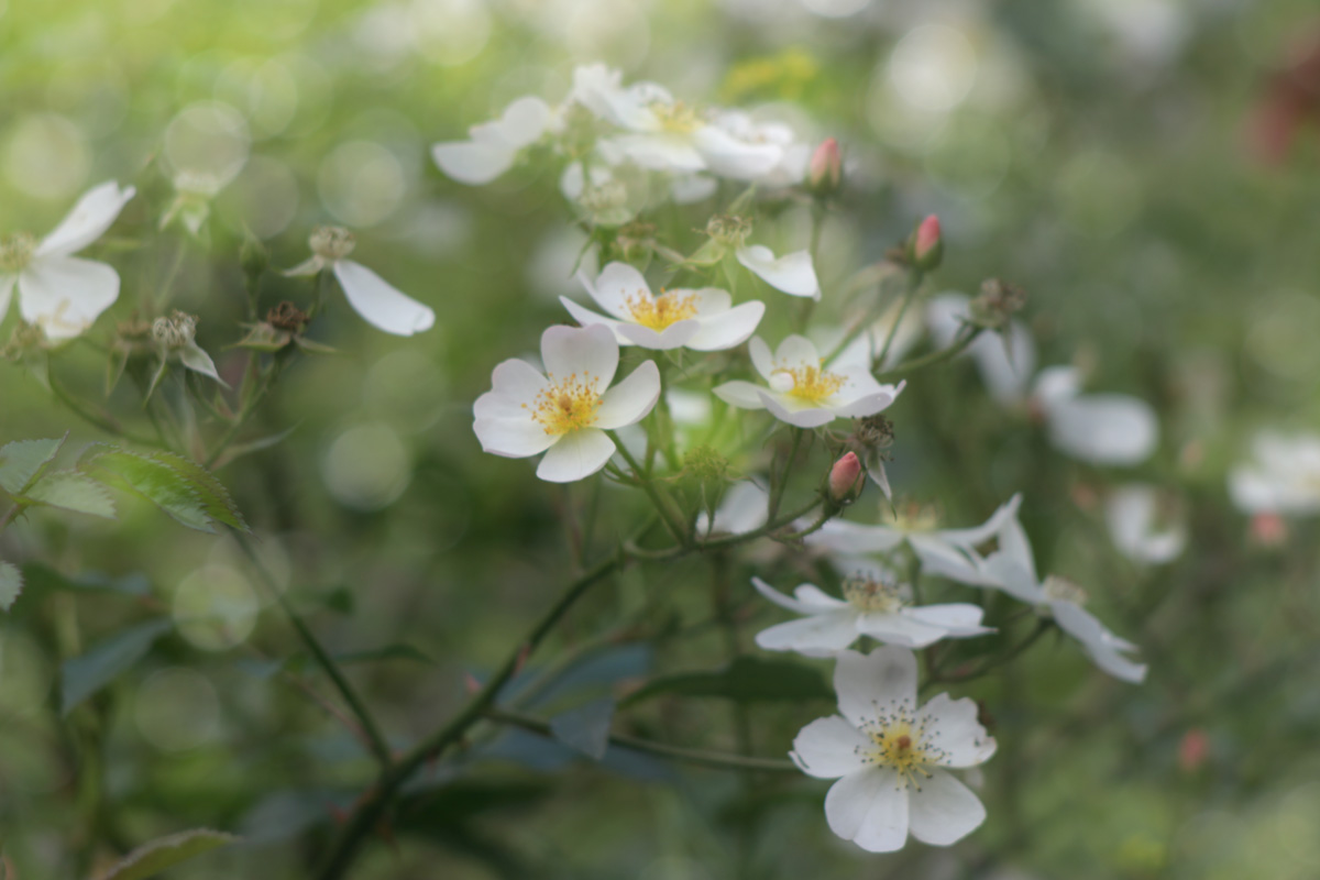 летний этюд...