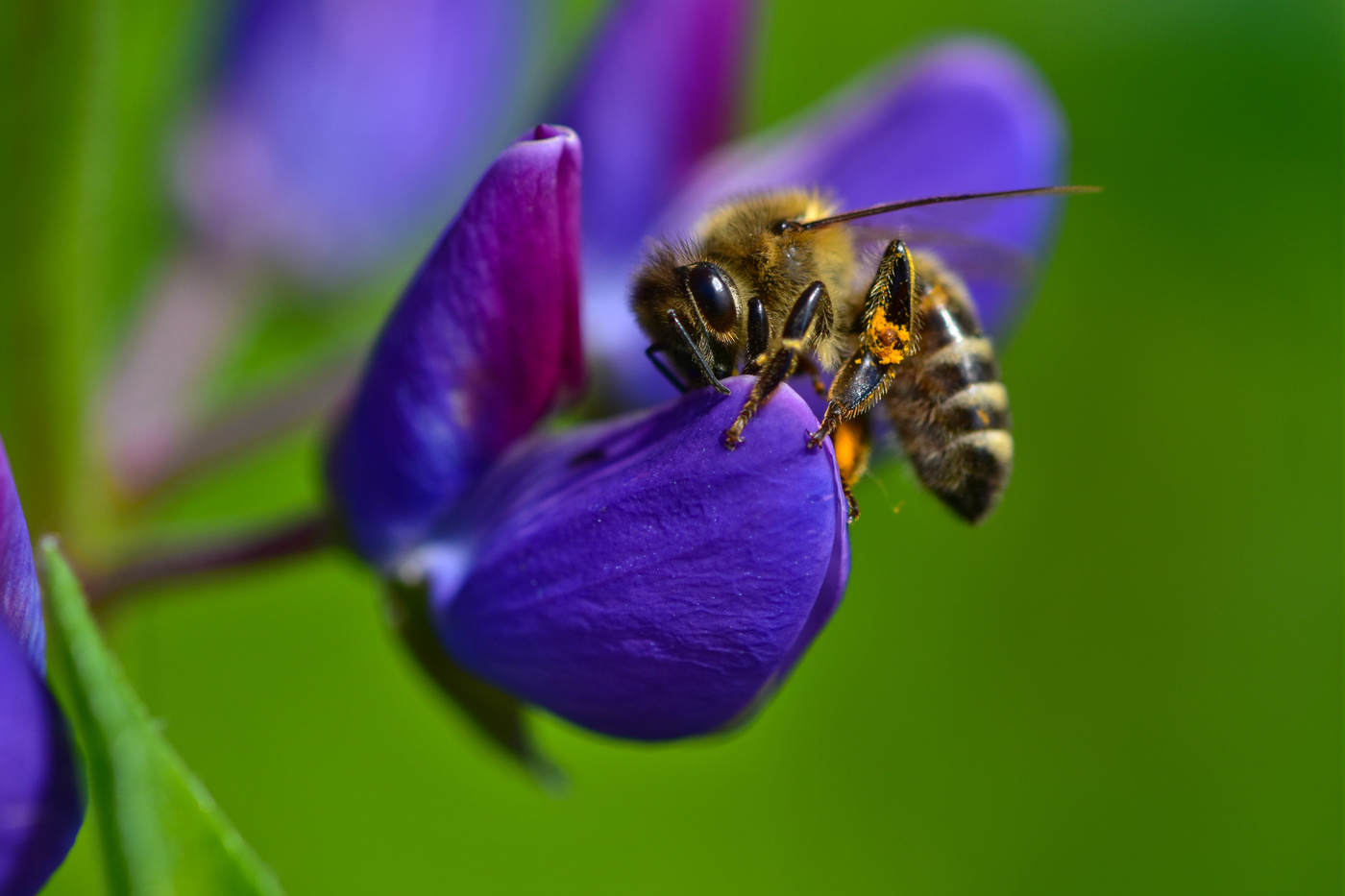Люпиный нектар