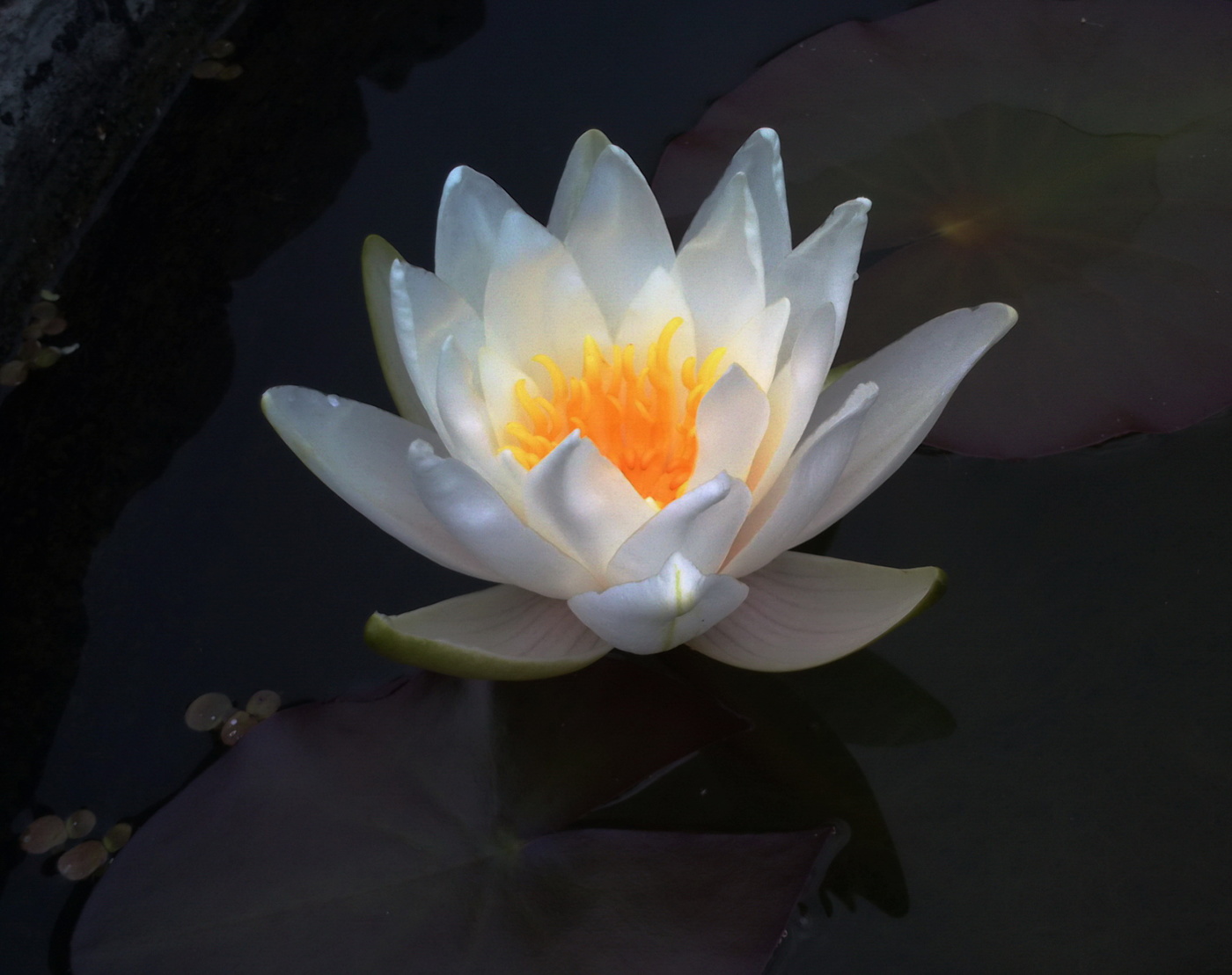 Белая кувшинка.