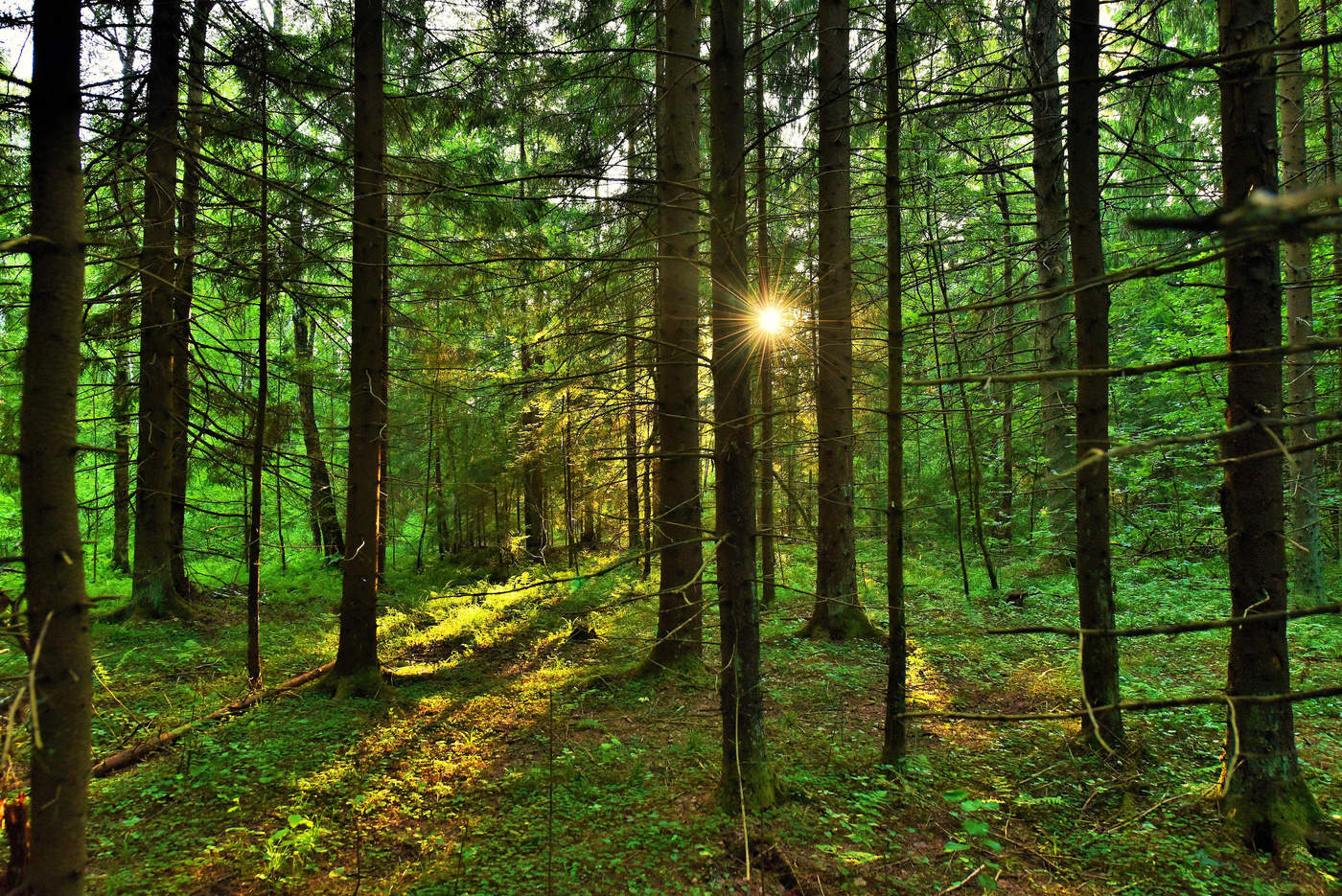 "А знаешь, ведь деревья говорят ..."