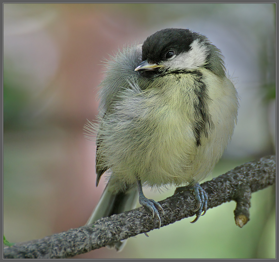 "Цыпленок вышел погулять"