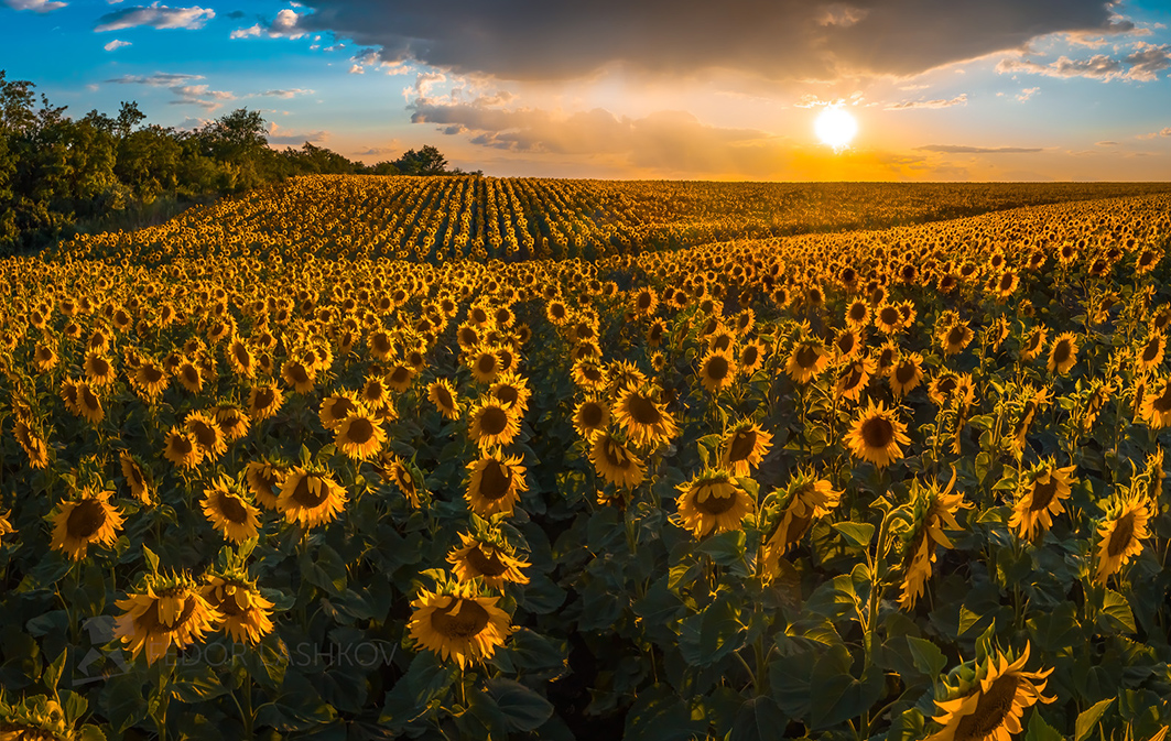 Золотые подсолнухи Ставрополья