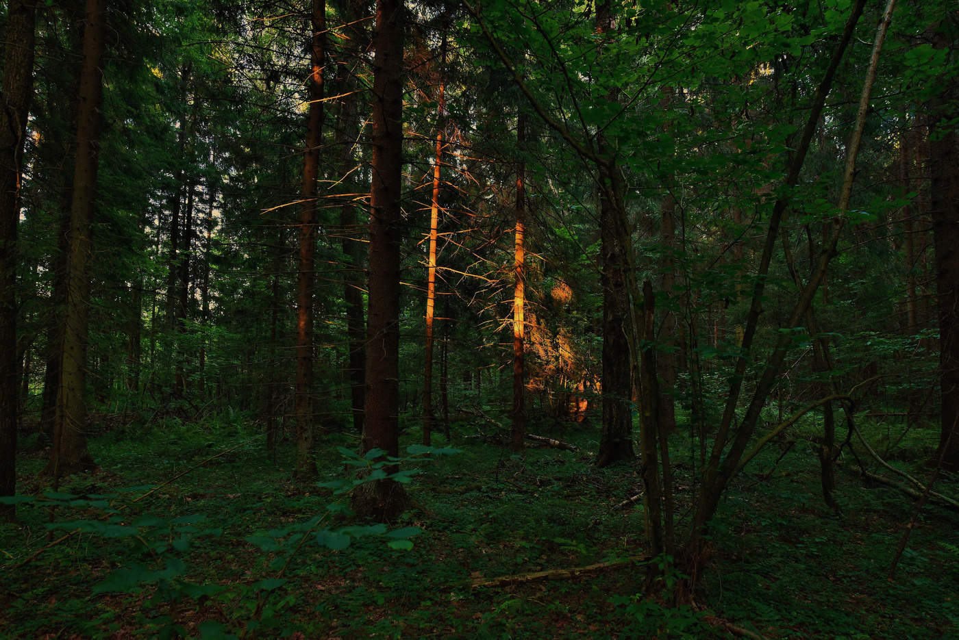 "Солнца луч золотой бросил искру свою..."