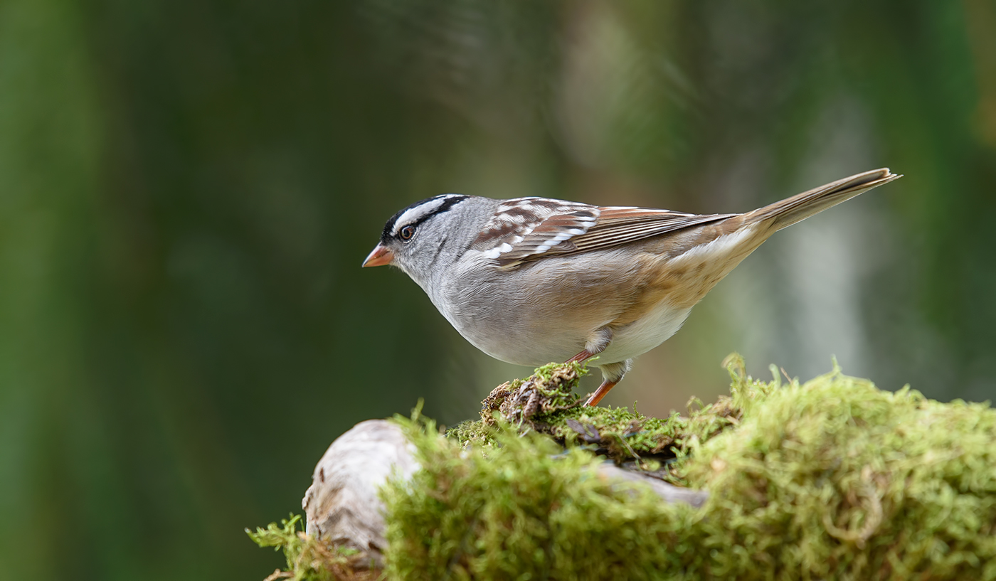 White-crowned sparrow