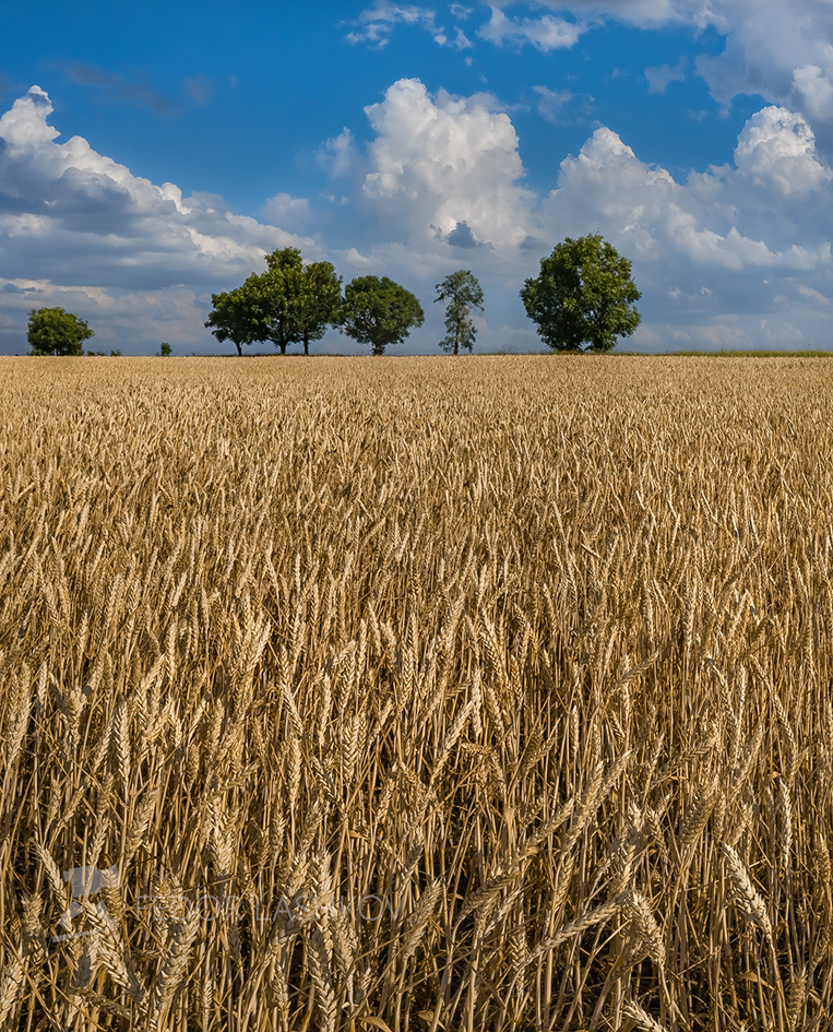 Полевое Ставрополье