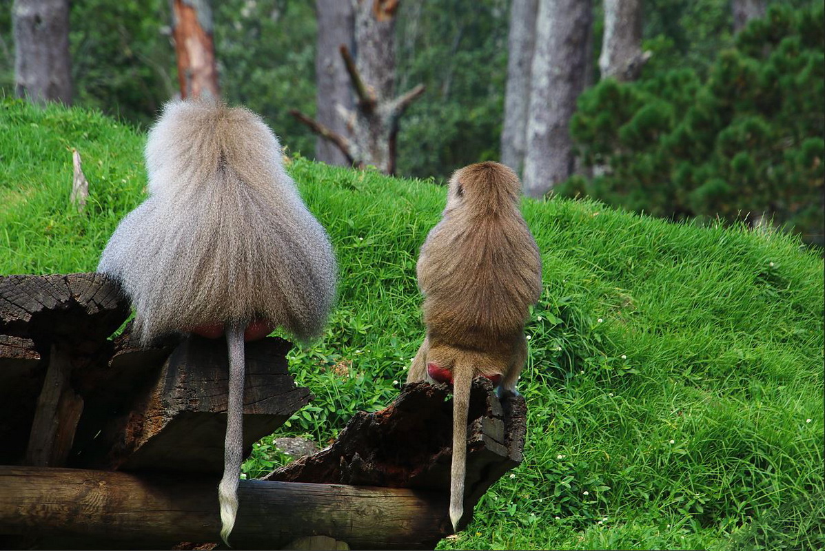 к лесу передом или ловись рыбка большая и маленькая....