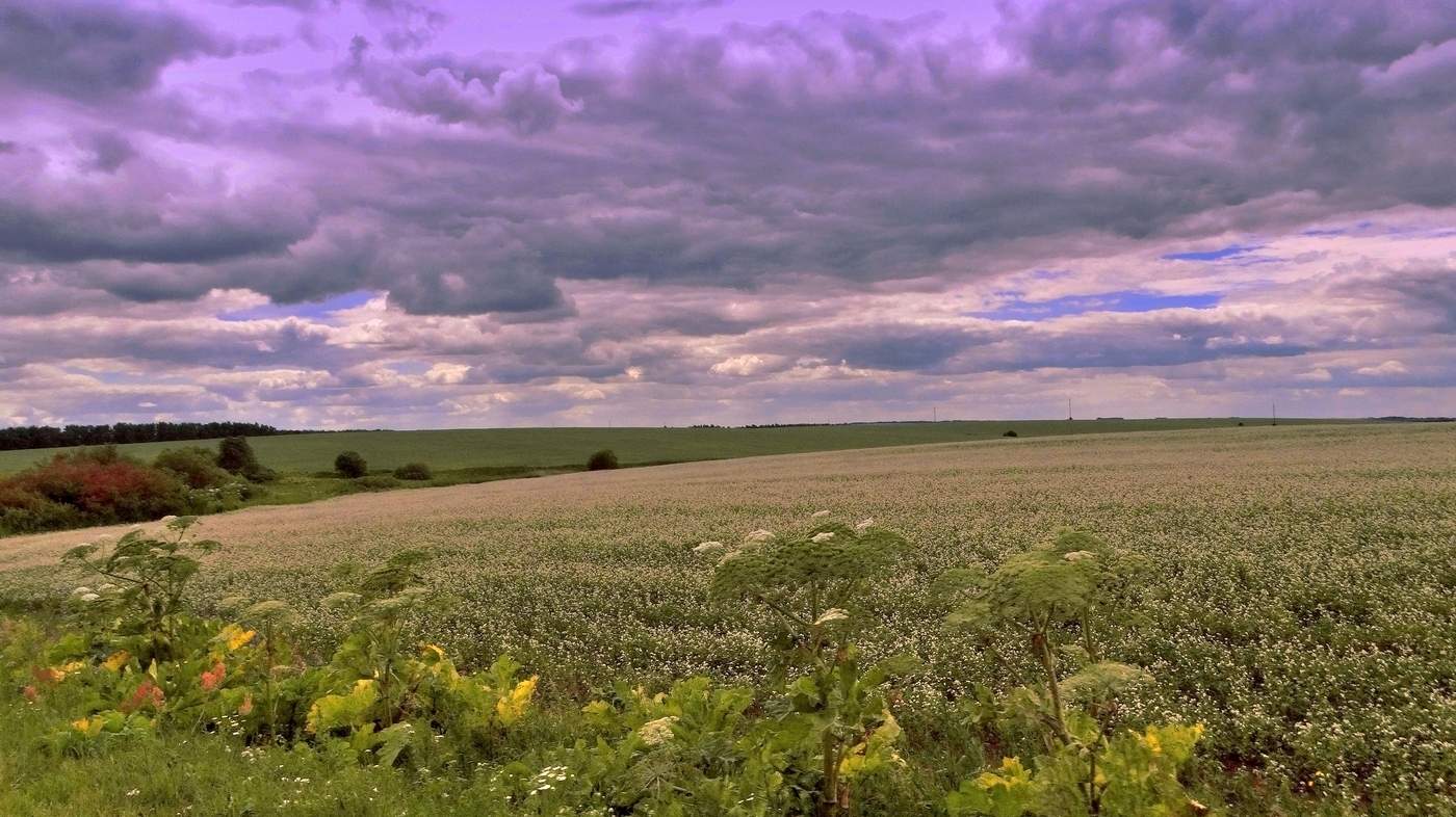 Поле с цветущей гречихой под дождевыми тучами