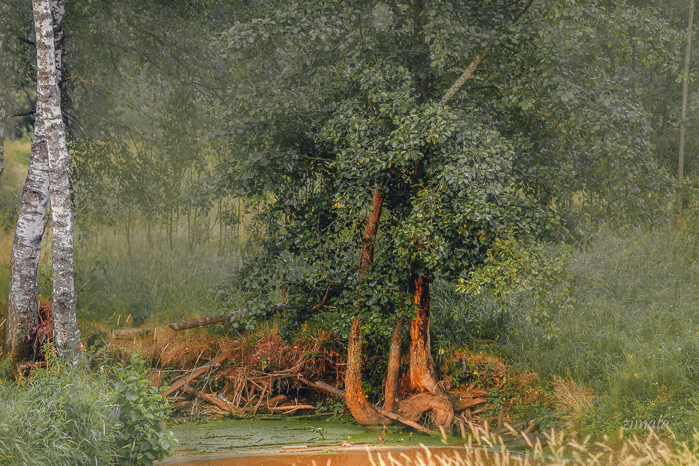 пейзажная зелень