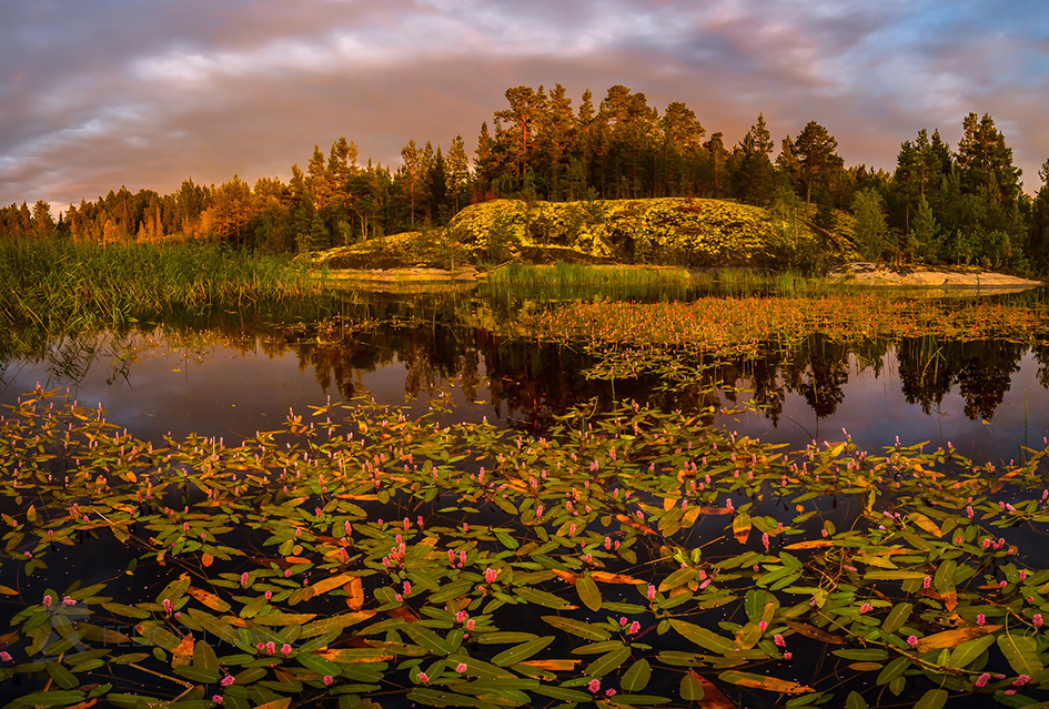 Горец земноводный в бухте
