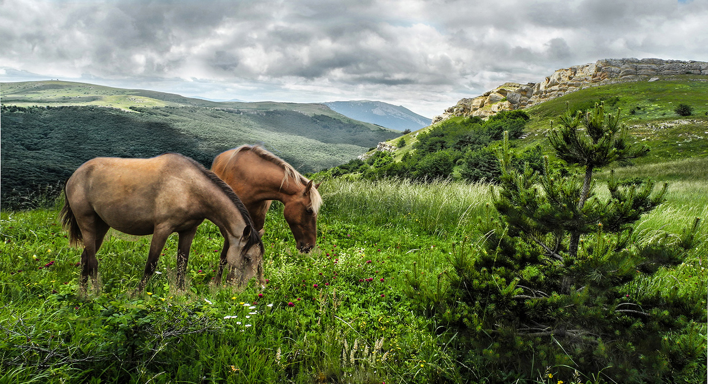 Флора и Фауна.