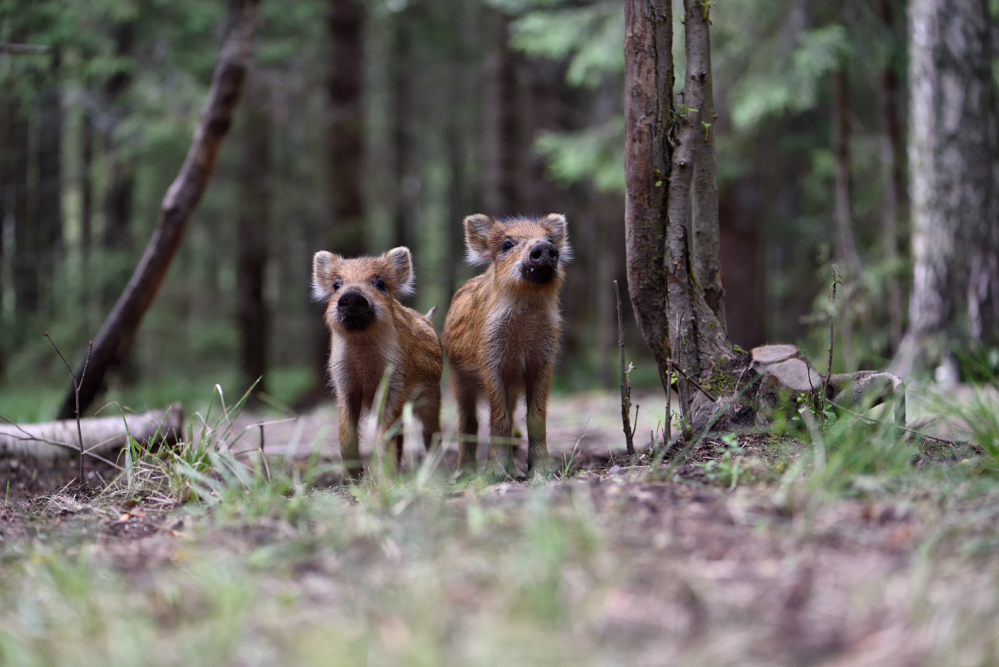 "...чую,братан,ползёт к нам опять этот фотограф"