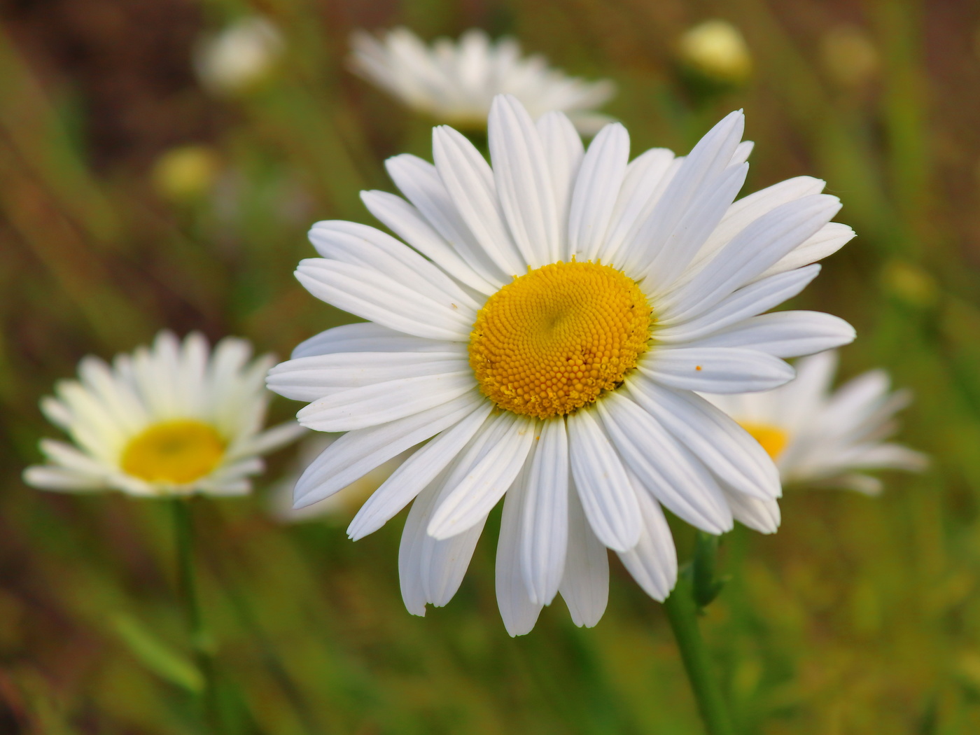 Ромашка - символ семьи, любви и верности