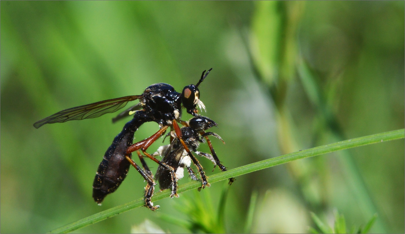 Завтрак на траве.