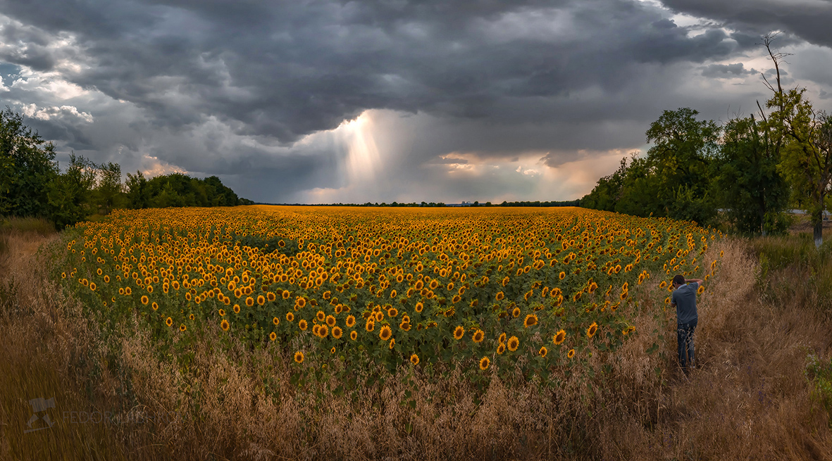 Гроза над полем подсолнуха