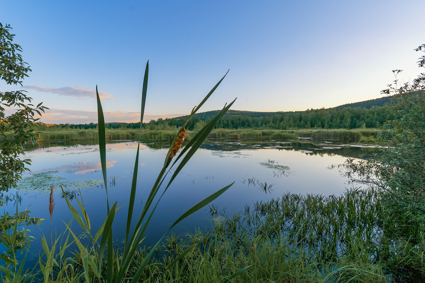 Цветущий камыш