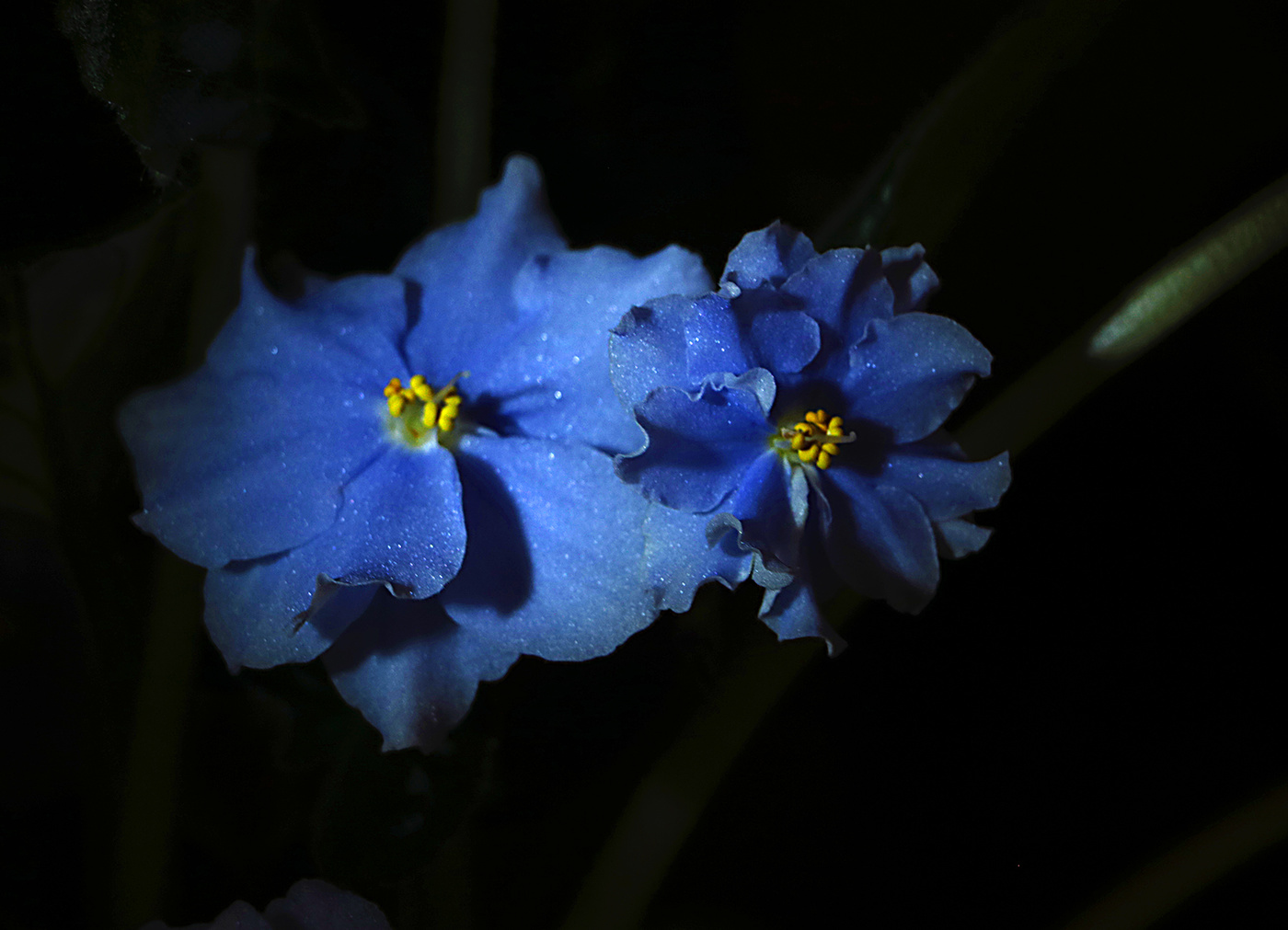 Мои фиалочки