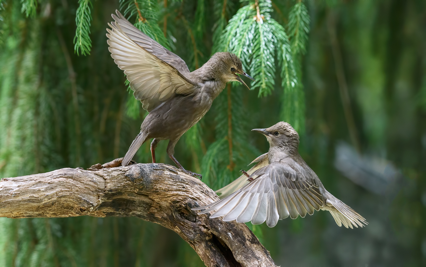 Rivals~конкуренты